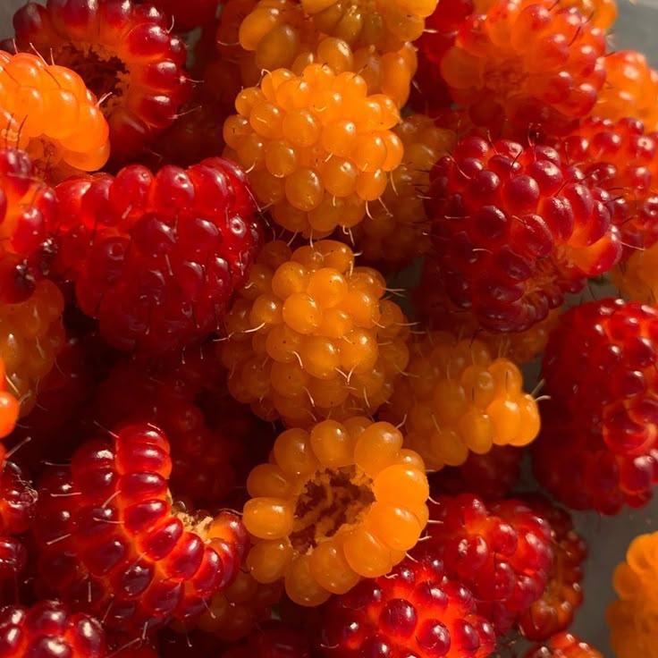 Garden Berry Bliss: Pure Wholesome Collection